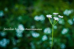 Baby\'s Breath