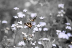 IMG_3733