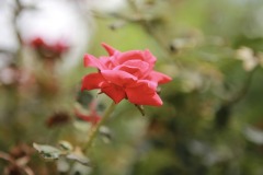 IMG_3742
