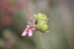 IMG_3927