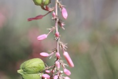 IMG_3929