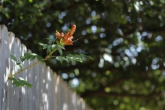 IMG_3980