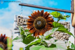 Sunflower - Santa Fe