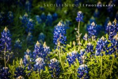 Blue Bonnet