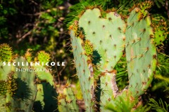 Heart Shaped Cactus